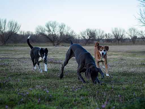 Brad’s dogs on the Smok’t Trailers property in North Texas